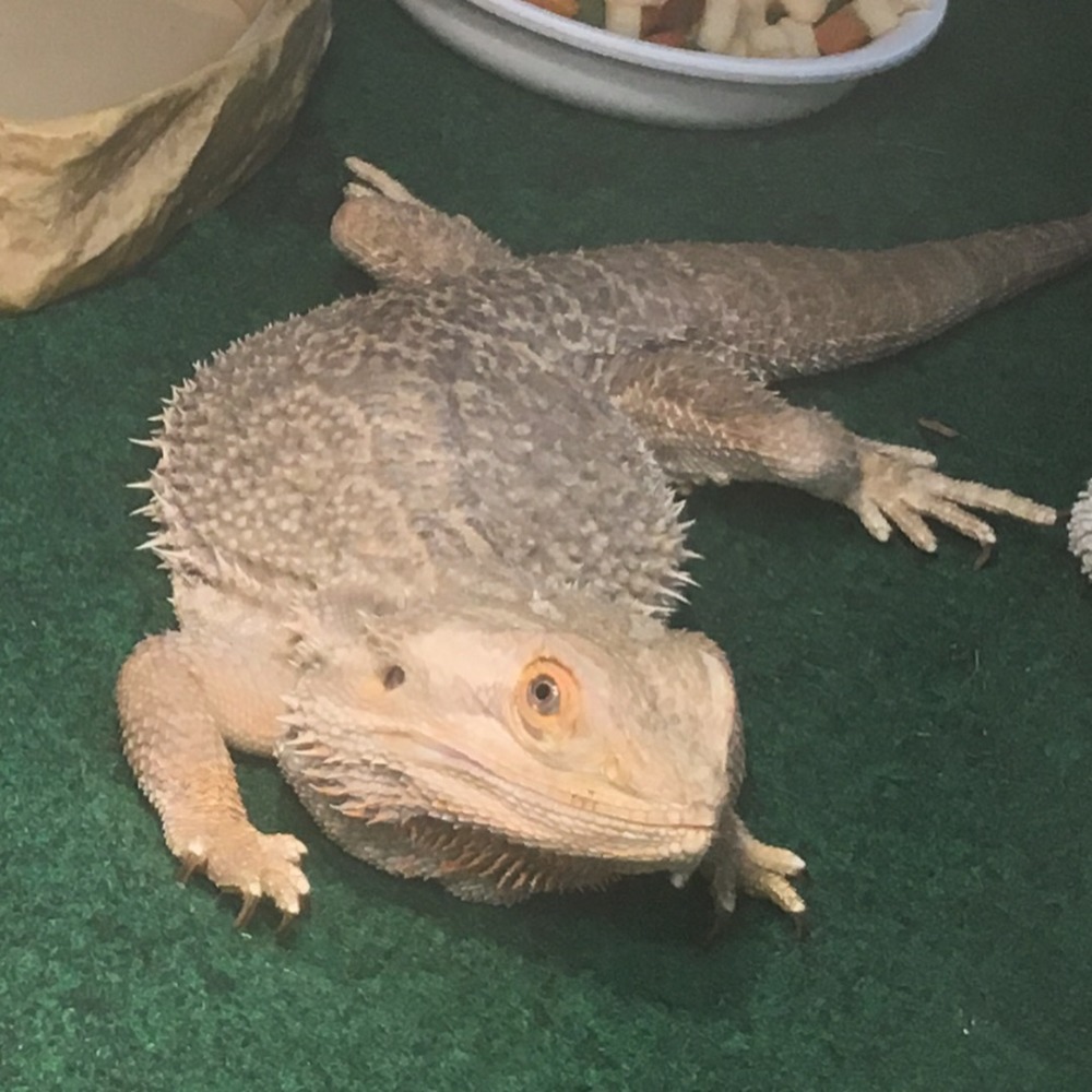 Meet your Posher, Eudie